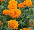 20 Plus Seeds Marigold Orange Flower Seeds (Tagetes Erecta Tall Sierra) Loose pack. 