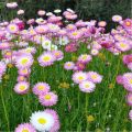 20+ Loose Packed Seed Of Mixed Strawflower Everlasting Paper Daisy Seeds Xerochrysum(Helichrysum) Bracteatum Flower, Excellent Quality Seed Can Grow All Over Nepal. 