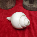 White Plain Sankha/Conch. 