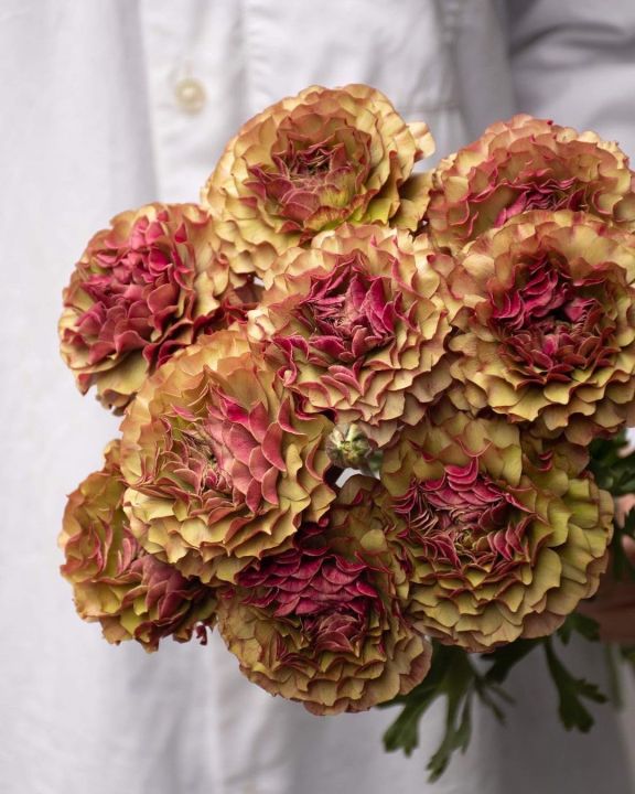 Japanese%20Ranunculus%20Flower%20Seeds%20For%20Your%20Home%20&%20Garden%20pack%20of%2020%20to%2030%20seeds%20(green%20with%20pink)%20-%20Image%205