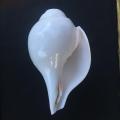 Original Lakshmi Sankha 15cm, Blowing Conch / Shankh For Worship Pure White Authentic Shell. 