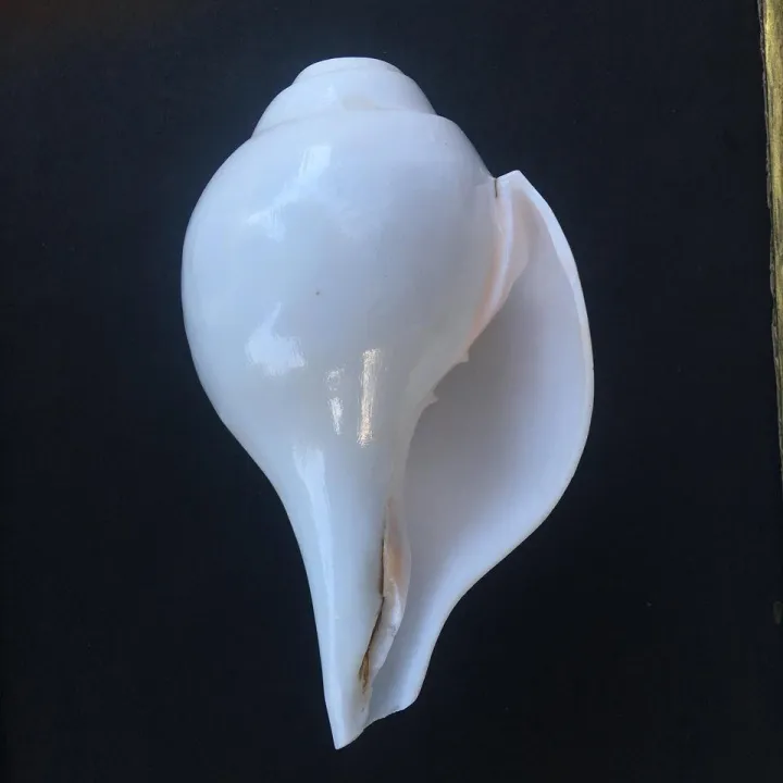 Original%20Lakshmi%20Sankha%2015cm,%20Blowing%20Conch%20%20Shankh%20For%20Worship%20Pure%20White%20Authentic%20Shell%20-%20Image%204