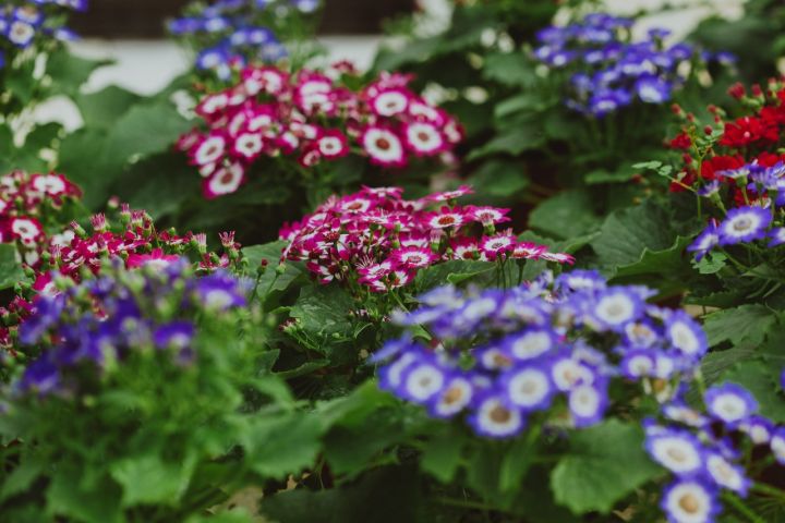 20%20Plus%20Seeds%20Of%20Mix%20Cinenaria%20-%20Flower%20Seeds%20For%20Planting%20(Loose%20Packet)%20-%20Image%208