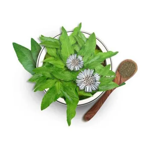 Bhringraj%20Powder%20-%20For%20Long,%20Strong%20Thick%20&%20Smooth%20Hair,%20Eclipta%20Prostrata%20For%20Hair%20oil%20pack,%20Oil%20%20&%20Oral%20Consumption,%20Skin%20&%20Hair,%20False%20Daisy%20100gm%20-%20Image%206