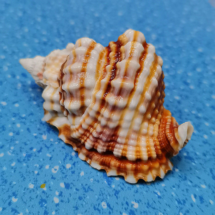 Natural Rare Sea Snail Shells Anisus Contortus Specimens Snail Fish ...
