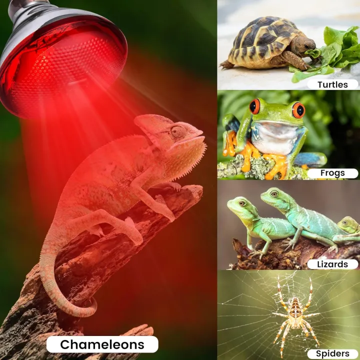 Infrared%20Heating%20Lamp%20with%20Heavy%20Duty%20Pendent%20Holder%20%E2%80%93%20Pet%20Brooder,%20Hatch%20Chicken%20&%20Animal%20Infrared%20Lamp%20for%20Breeding%20-%20Image%207