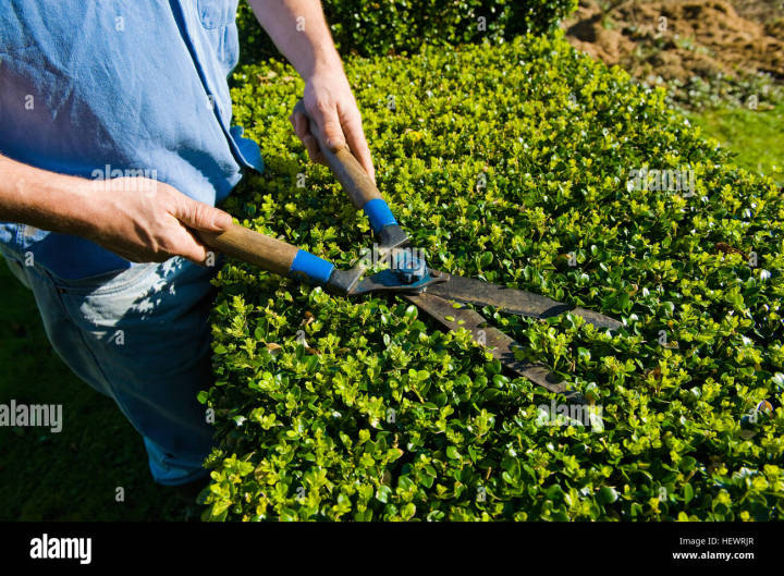Industrial%20Biggest%20Size%20557%20mm%20Heavy%20Duty%20Trimmer%20for%20Trees/%20Shrubs/Lawn%20or%20Grass%20Cutter%20with%20Hedge%20Shear%20Cutting%20Blade%20%7C%20Tree/Shrubs%20Trimmer/Scissors%20%7C%20Prunning%20Shear%20Garden%20Scissor%20-%20Image%203