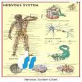 Decorative and Study material of Nervous System Chart - Human physiology in nervous system - 1 Chart. 