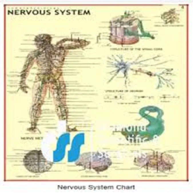 Decorative%20and%20Study%20material%20of%20Nervous%20System%20Chart%20-%20Human%20physiology%20in%20nervous%20system%20-%201%20Chart%20-%20Image%202