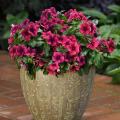 Vinca Rosea Trailing Strawberry Flower Seeds Mixed 20 For Garden And Balcony - Indoor And Outdoor (All Time All Seasons). 