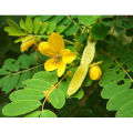 Senna Leaf Powder Laxative 500gm. 