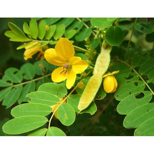 Senna%20Leaf%20Powder%20Laxative%20500gm%20-%20Image%202