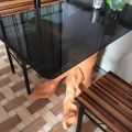 Waiter Hand Table with Glass. 