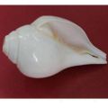 Original Lakshmi Sankha 15cm, Blowing Conch  Shankh For Worship Pure White Authentic Shell. 