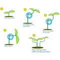 30Pcs Durable Plastic Plant Benders Growth Manipulation Plant Stem Branche Bending Low Stress Clip Garden Supplies Reuseable Plant Support Clamps. 