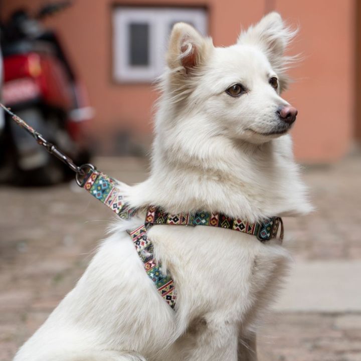 Perfect Dog Harness for Small Breed I Dog Accessories l New