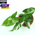 Variegated Syngonium Podophyllum/Arrowhead Vine Rare Live Indoor Plant, Natural Plant, Rare Plant. 