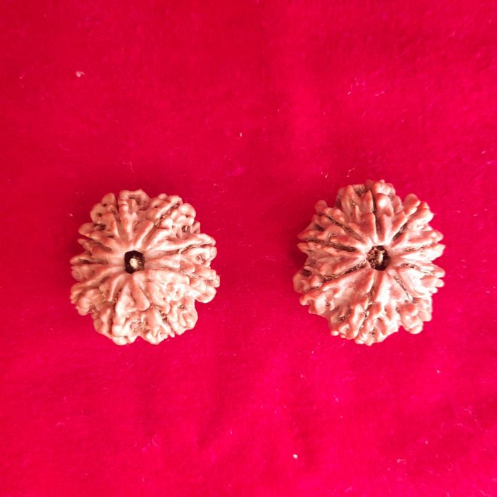 9%20Mukhi%20Rudraksha%20Nepali%20Beads%20-%20Image%204