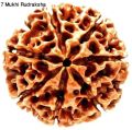 7 Mukhi Rudraksha Real Seven Face Rudraksha. 