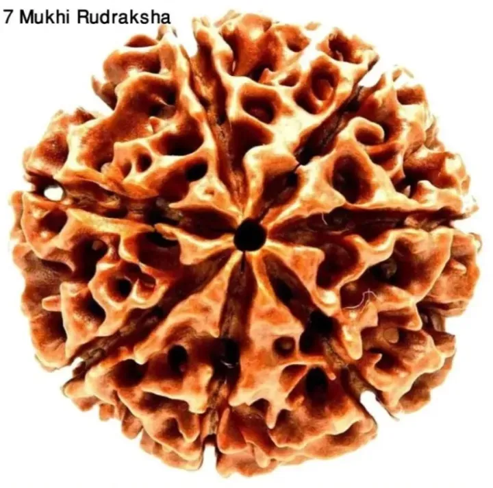 7%20Mukhi%20Rudraksha%20Real%20Seven%20Face%20Rudraksha%20-%20Image%202