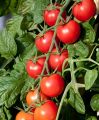 Pink Charmer Cherry Tomato Seeds 5 Plus (Loose Pack). 