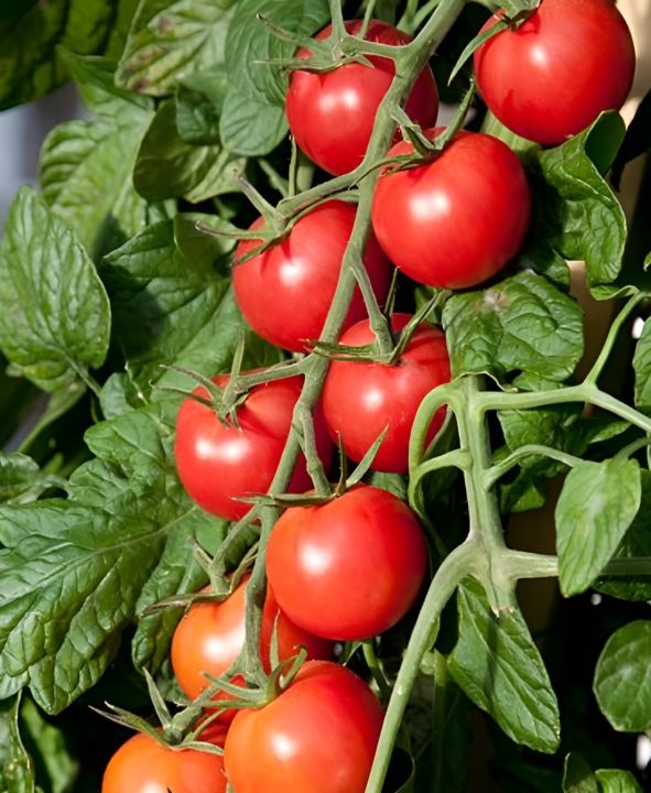 Pink Charmer Cherry Tomato Seeds 5 Plus (Loose Pack)