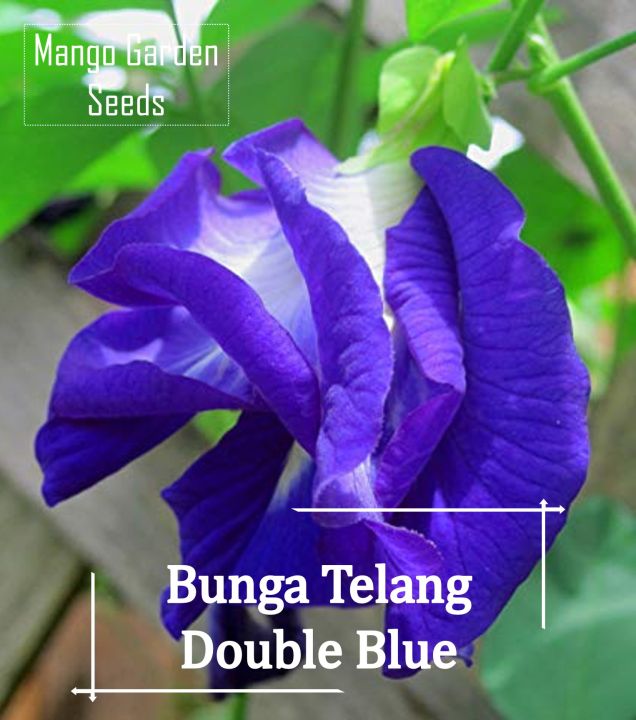 Double petal butterfly blue pea flower seed20 seed * friendly pot