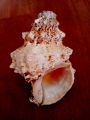 Conch Shells (Sankha) - Attractive शंख; Original Shankh For Laxmi Danvarsha & Holy Purpose; Laxmi. 