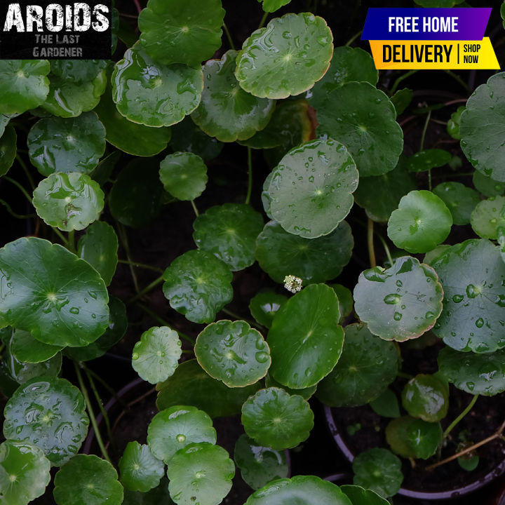 Pennywort Round Leaf Live Plant, Natural Indoor Plants, Aquatic Plant, Rare Plants - Indoor Aquatic Plants |
