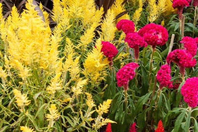 Celosia%20Plumosa%20Glorious%20Red%20and%20Mixed%20Flower%2020%20Seeds%20For%20Garden,%20Balcony%20and%20Bardali%20-%20Image%204