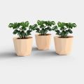 SHERA | Hexa 6" Planter | Indoor and Outdoor | Gamala | Flower Pot. 
