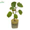 i am the gardener Kiwi Fruit, Outdoor Plant, Green Plant. 