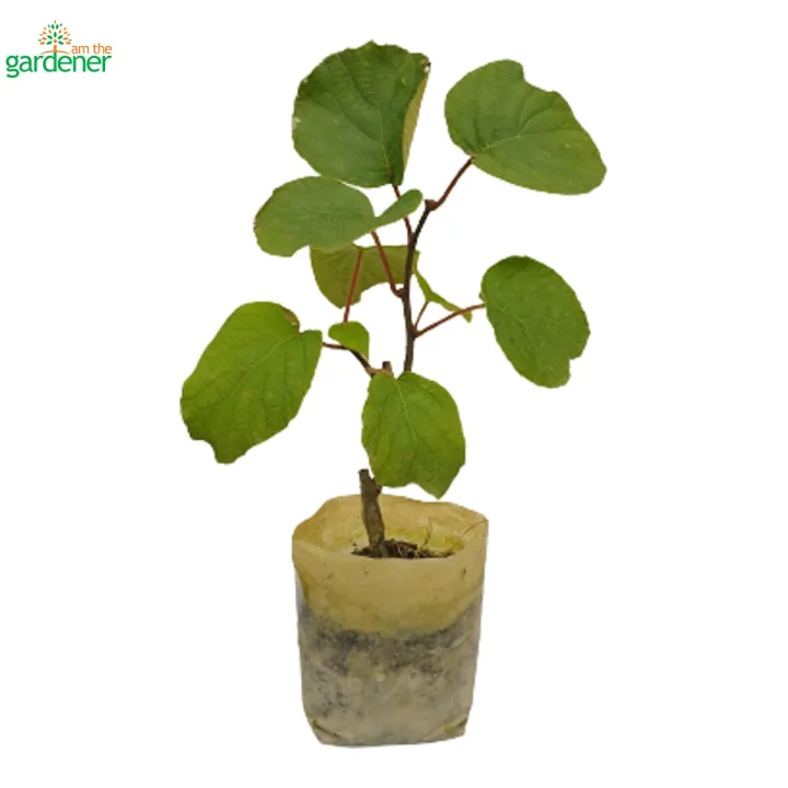 i%20am%20the%20gardener%20Kiwi%20Fruit,%20Outdoor%20Plant,%20Green%20Plant%20-%20Image%202