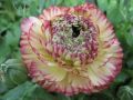 Japanese Ranunculus Flower Seeds For Your Home & Garden pack of 20 to 30 seeds (green with pink). 