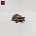 Copper Small Sized Tortoise. 