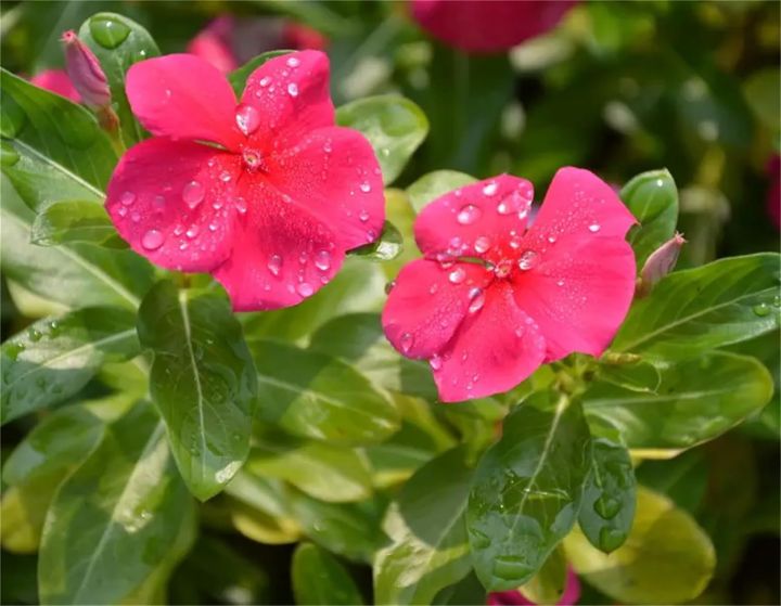 20+%20Loose%20Packed%20Seed%20Of%20Vinca%20Rosea%20Dwarf%20Mixed%20Flower,%20Excellent%20Quality%20Seed%20Can%20Grow%20All%20Over%20Nepal%20-%20Image%203