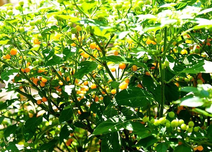 5 Seeds Of Hot Chilli Pepper Aji- Charapita Yellow For Planting (Loose Packet) - Most Expensive Pepper In The World