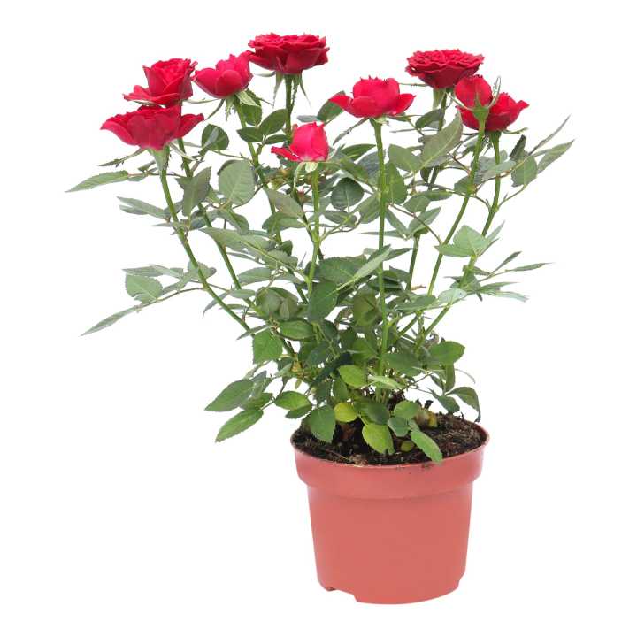 Rose Red Indoor Plant Natural Plant
