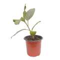 Ficus Elastica Indoor Plant | For Home Décor | Decorative Plant. 