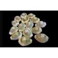 Sea Shells 16 + 1 Piece Free ( Kauda ) Medium size. 