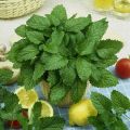Lemon Balm Seeds for Planting (20+ Seeds) - Non-GMO Lemon Balm Herb Seeds - Loose Pack. 