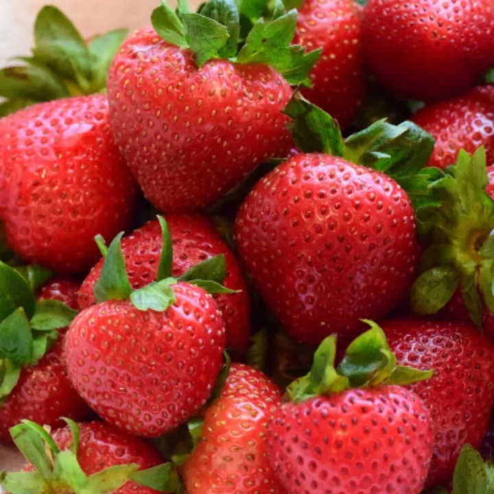 20+%20Camarosa%20Strawberry%20Seeds%20for%20Planting%20%E2%80%93%20%20Non%20GMO%20Heirloom%20Camarosa%20Strawberry%20Seeds%20%E2%80%93%20Great%C2%A0Gardening%C2%A0Gift%C2%A0-%C2%A0Loose%C2%A0Pack%20-%20Image%204