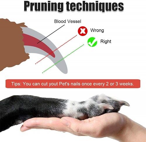 Dog%20Cat%20Nail%20Cutter%20%7C%20Claw%20&%20Nails%20Clippers%20%7C%20Grooming%20Trimmer%20For%20Small,%20Medium%20Dogs/Cats%20-%20Small%20Size%20-%20Image%203