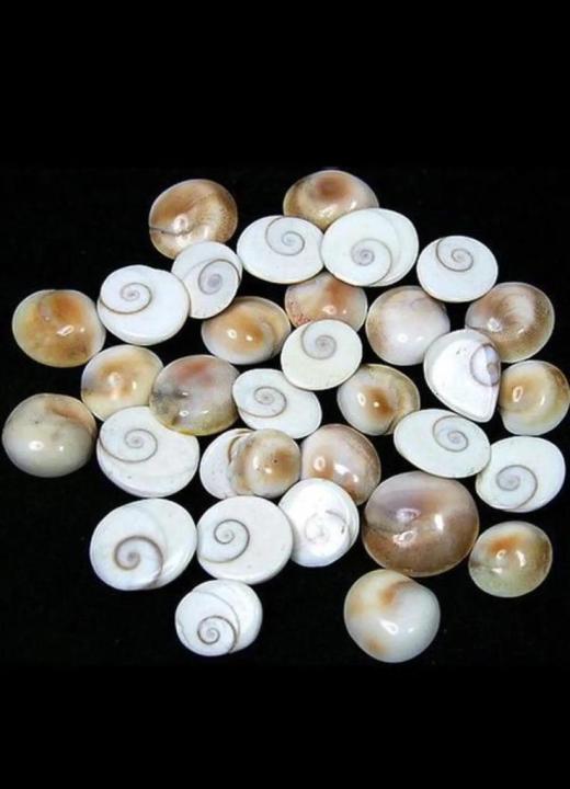 Gomati%20Chakra%2020Gm%20Navi%20Sankha%2010Pc%20-%20Image%202