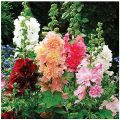 Enjoy 20+ varieties of hollyhock flower seeds in this exciting loose seeds pack. 