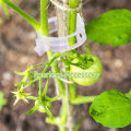 100 Pcs Tomato Clips For Support Tomato Plants. 
