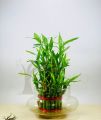 Lucky Bamboo Bunch – Original Plant for indoor – Imported plant. 