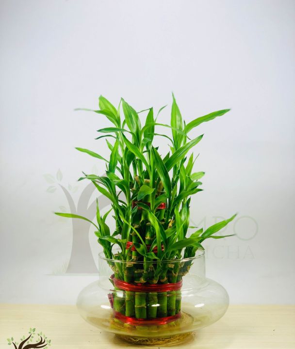 Lucky%20Bamboo%20Bunch%20%E2%80%93%20Original%20Plant%20for%20indoor%20%E2%80%93%20Imported%20plant%20-%20Image%207