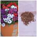 Verbena Quartz Mix Seeds For Garden And Balcony -50 Seeds In Average(Loose Seeds). 