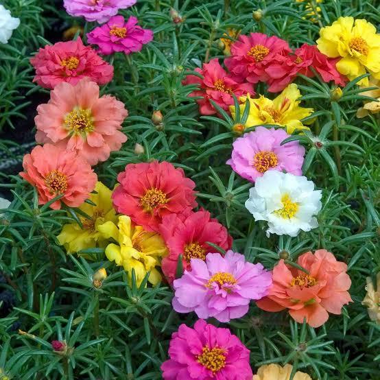 20  Portuluca Mix Flower Seeds South Asian Variaty Daraz com np